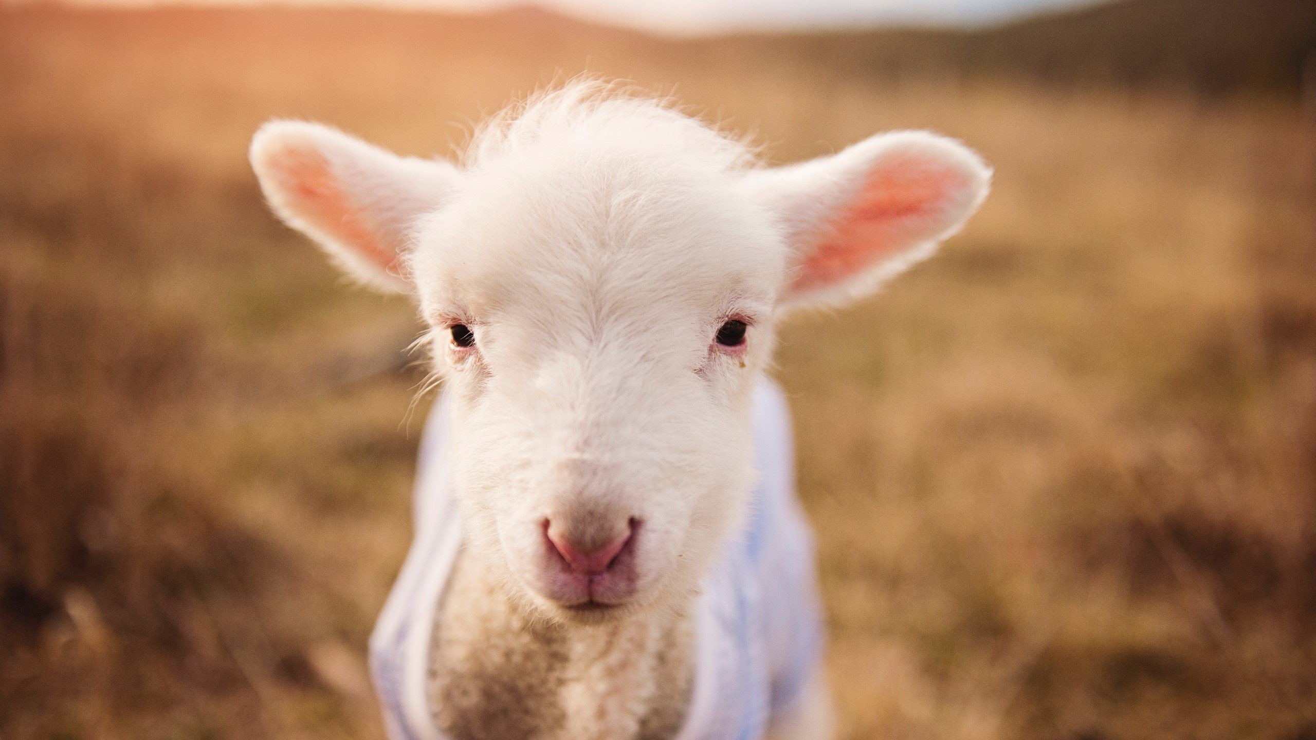 意甲老牌名将带队打造年轻阵容反弹势头，意甲各队主帅简介