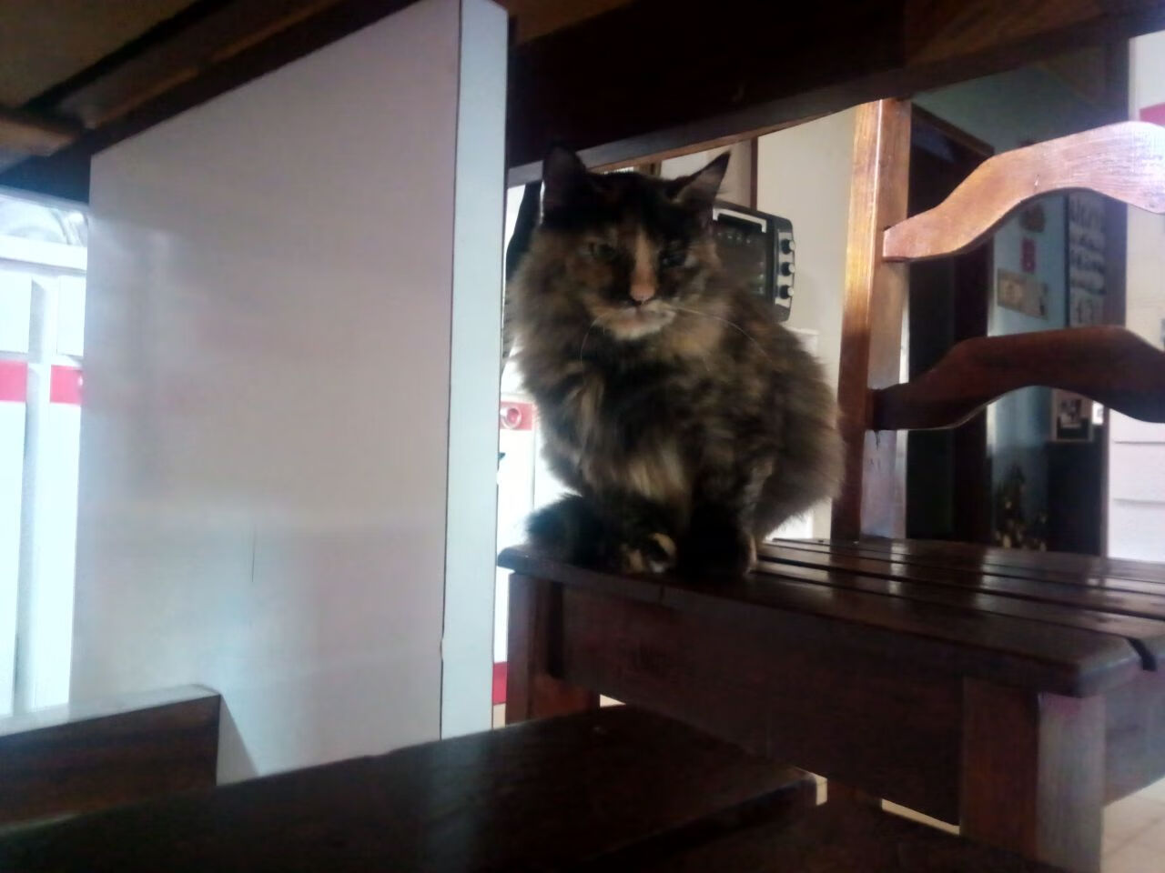 未来足球联盟:跨洲合作引领新发展,未来足球app下载