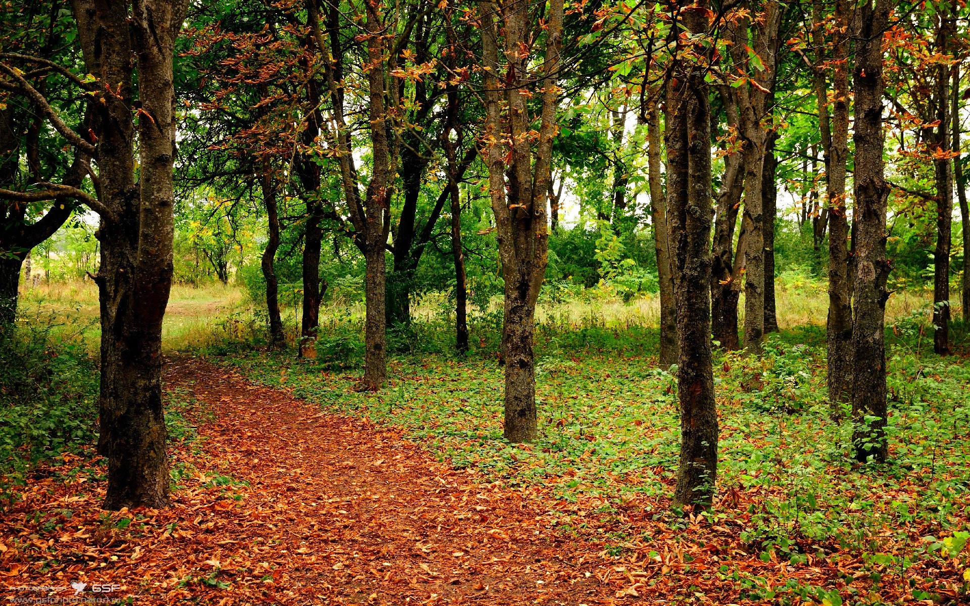 中国女篮主打快速反击 战术布局日益清晰，中国女篮打得怎么样