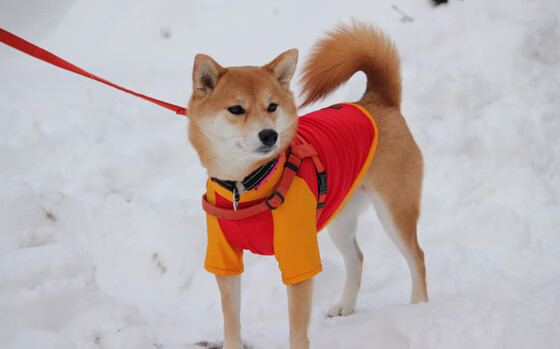 全民健身活动创新项目增多,全民健身蓬勃开展