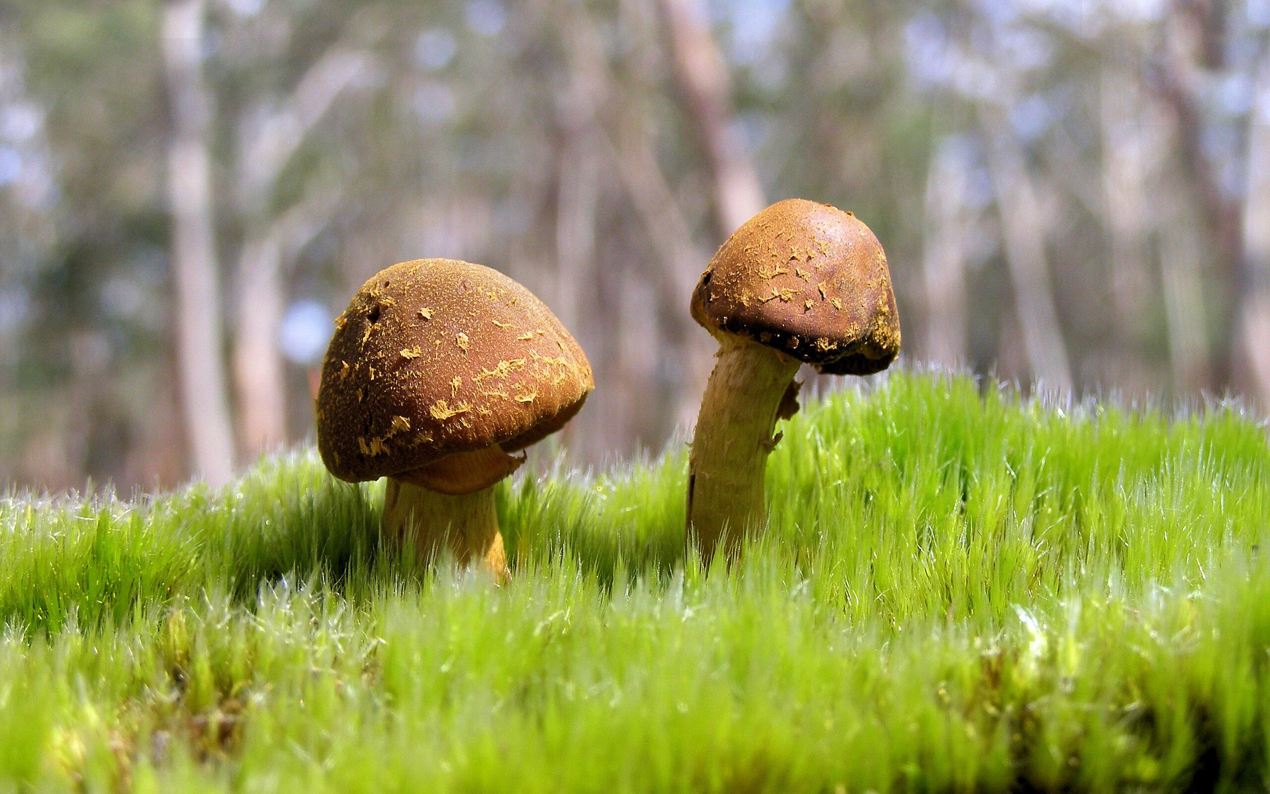 北京鸭主教练打造灵活战术体系应对多样对手,北京鸭篮球队