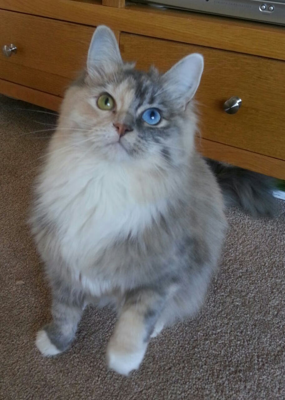 乒乓球团体赛中国男女队均晋级决赛，中国乒乓球男女团蝉联冠军