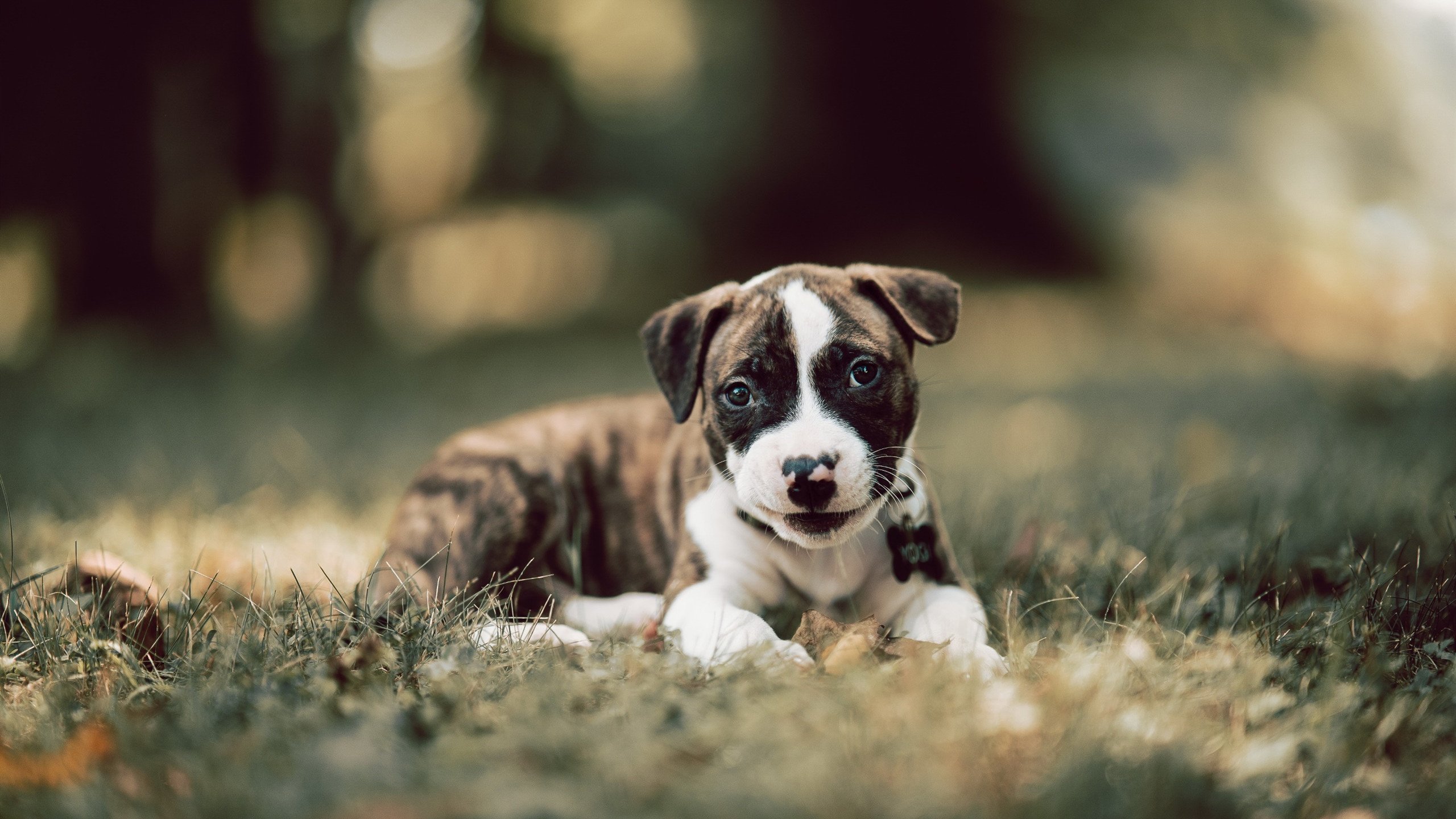 法国橄榄球：强大的青训体系为全球输送顶级人才，法国橄榄球厉害吗