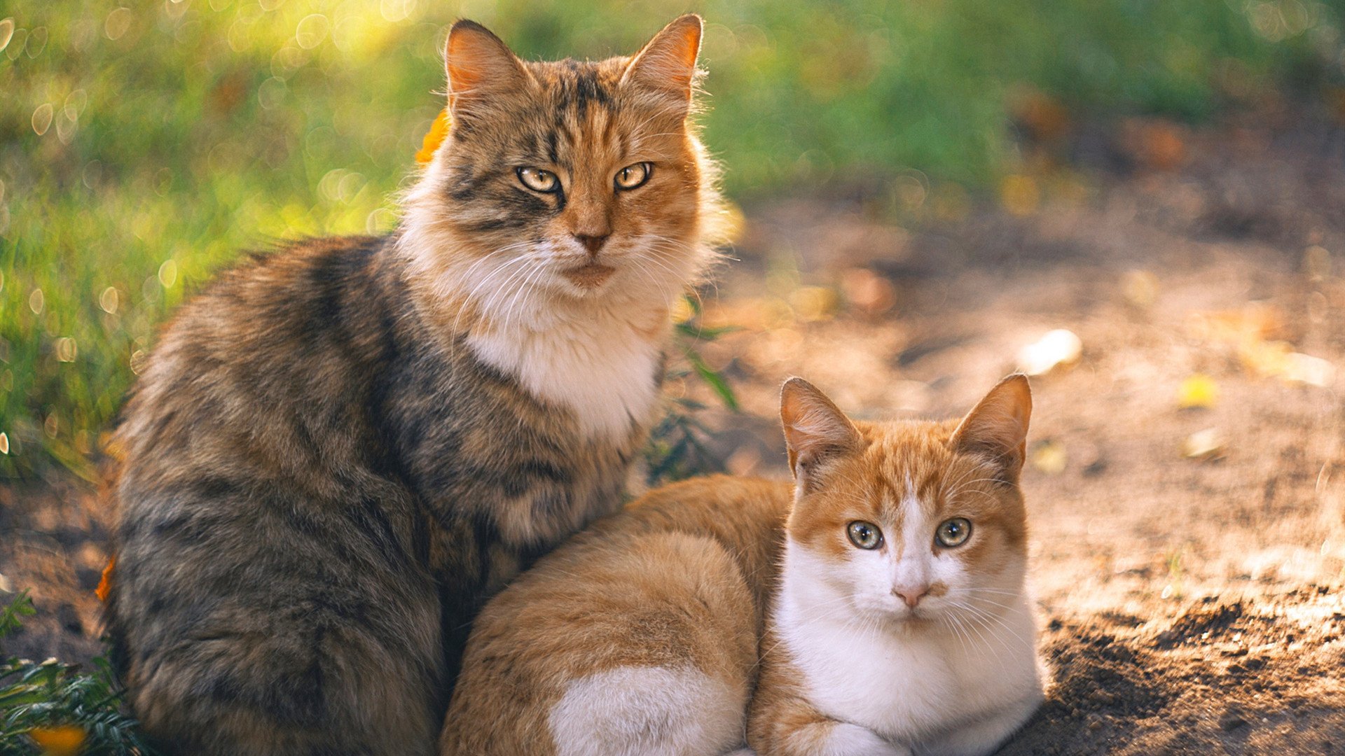皮特·库策以强大心理素质掌控赛场,库得皮耶